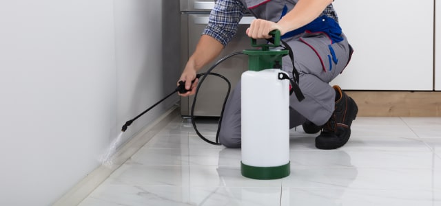 Exterminador de cinches en Hawaii